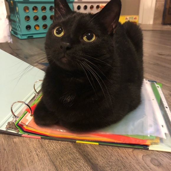 Stefani G. - Picture 4 of 6